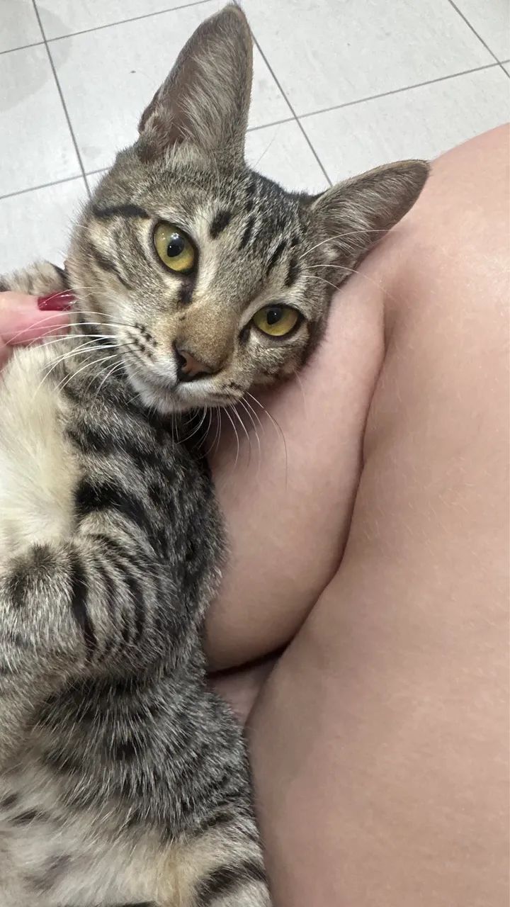 Gato para adoção 