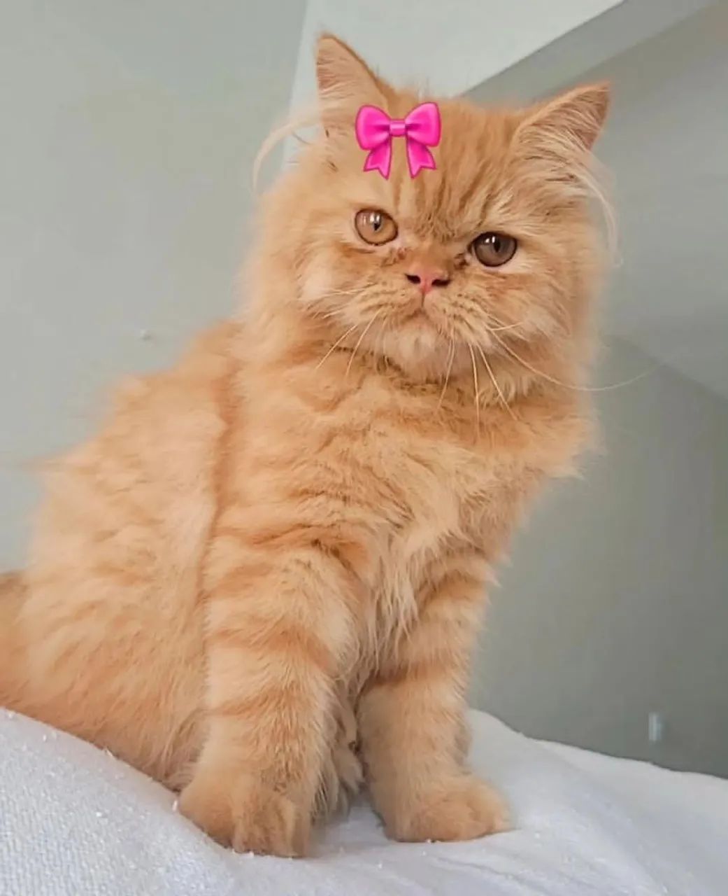 Gatinha persa - Foto 2