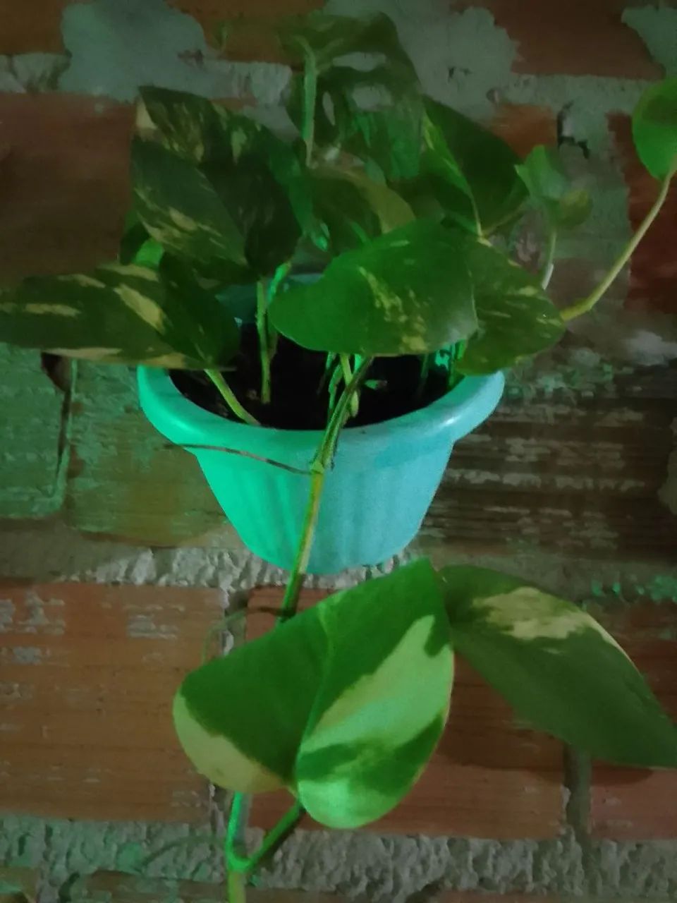 Plantas - Foto 5