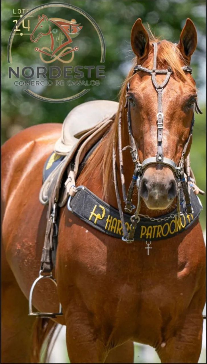 Cavalo Puro Pronto de Esquerda  - Foto 2