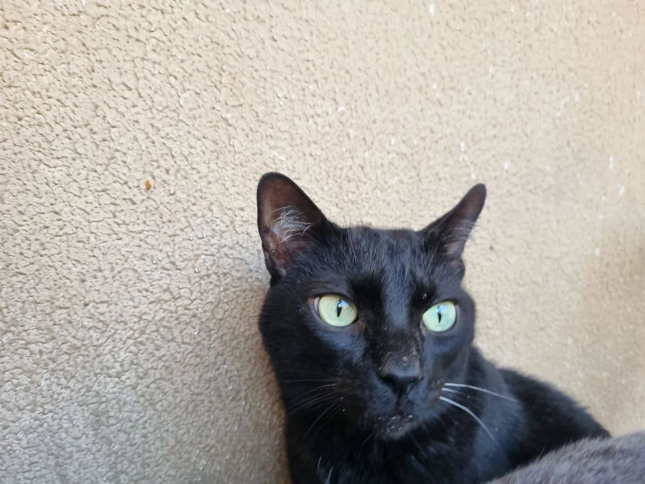 Gato Preto Macho Castrado - Foto 4