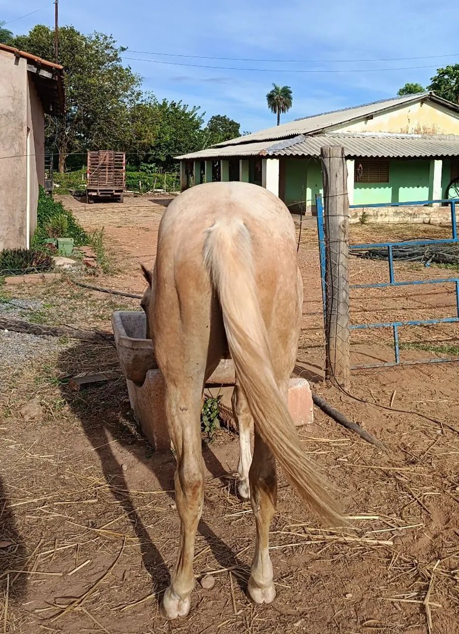 vendo potro quarto de milha  - Foto 2
