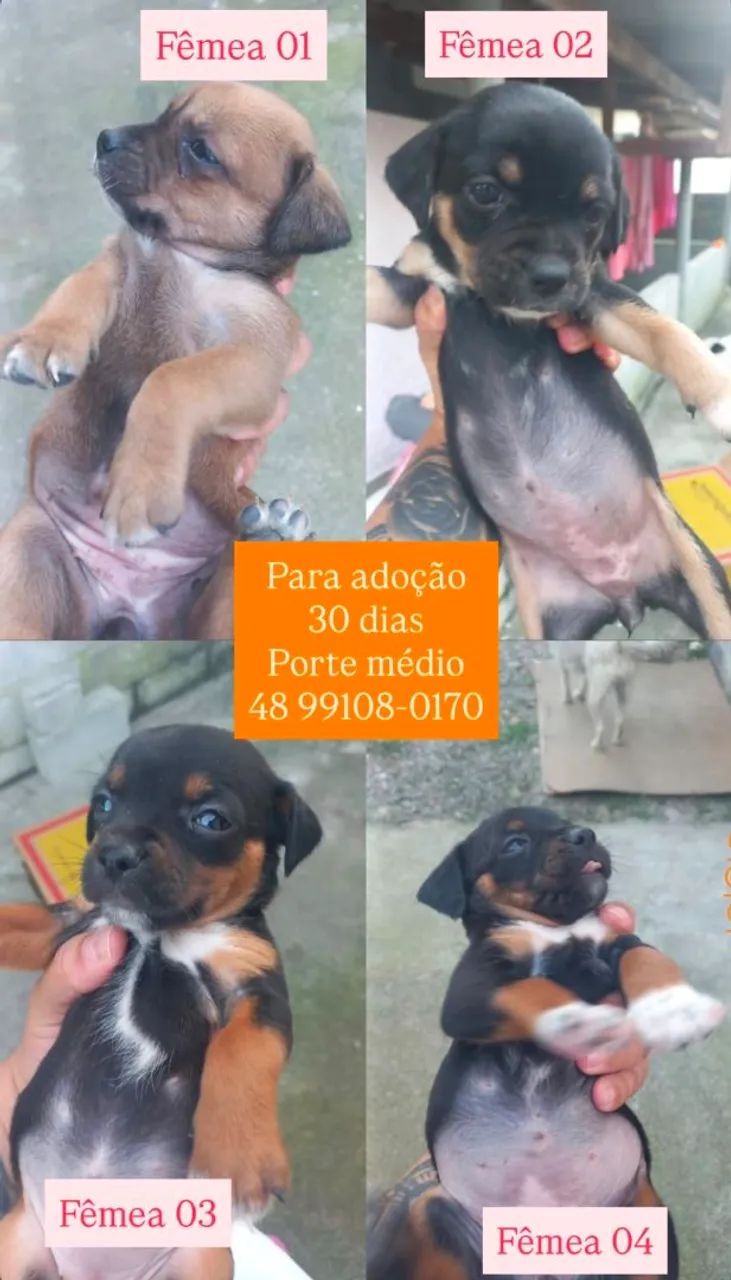 Doação filhotes