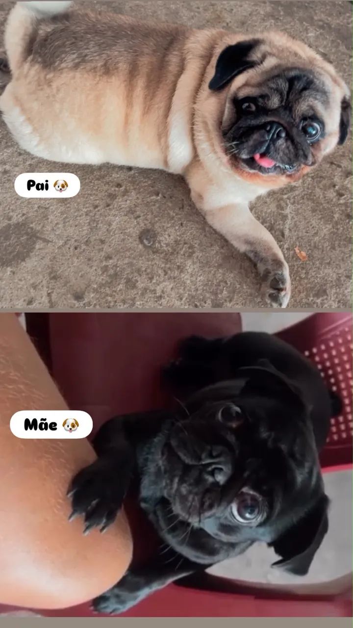 Pug Disponível  - Foto 2