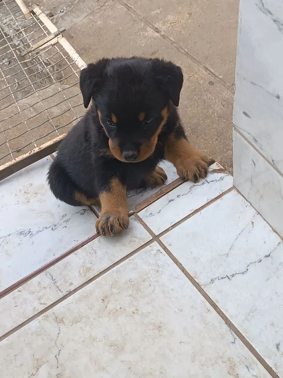 Filhotes de Rottweiler  - Foto 2