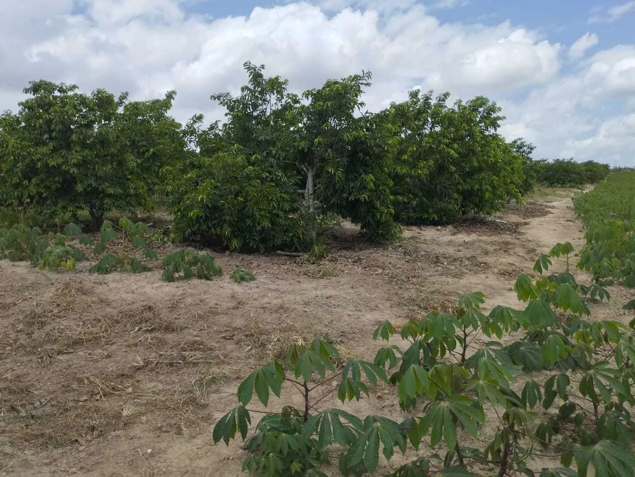 Sítio | Povoado Brasília  Lagarto/SE [7600]