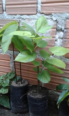 Vendo mudas frutíferas - Foto 2