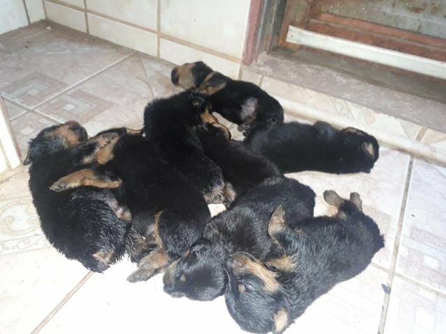 Filhotes de rottweiller (reserve o seu) - Foto 2