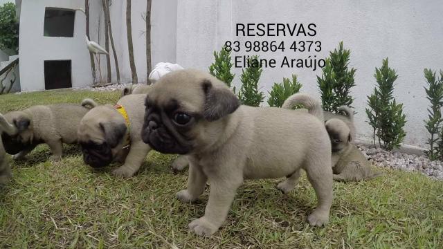 Pug filhotes - Foto 5