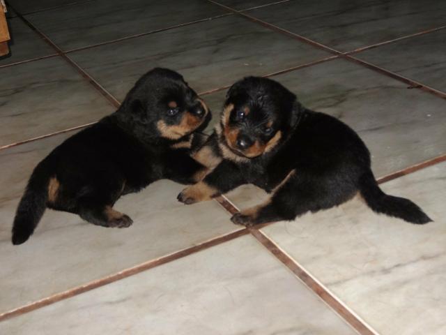 Vendo filhote de rottwailer - Foto 3