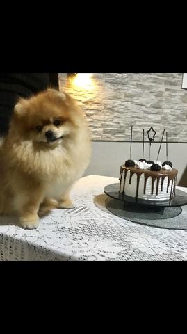 Filhote spitz alemão anão (Lulu da pomerania) - Foto 5