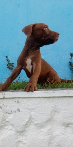 Venda - Foto 6