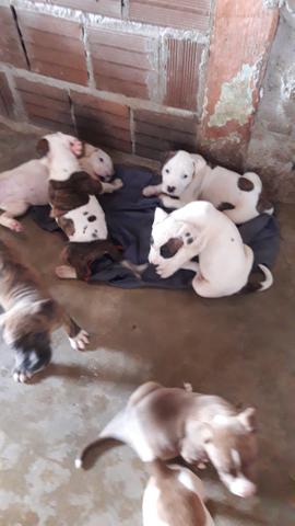 Pitbull - Foto 2