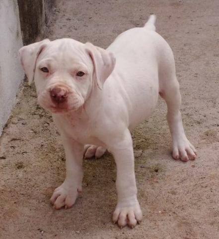 american pit bull terrier
