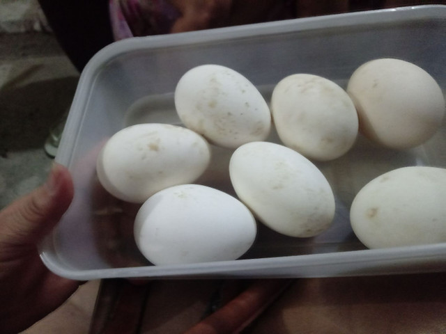 Ovos de ganso