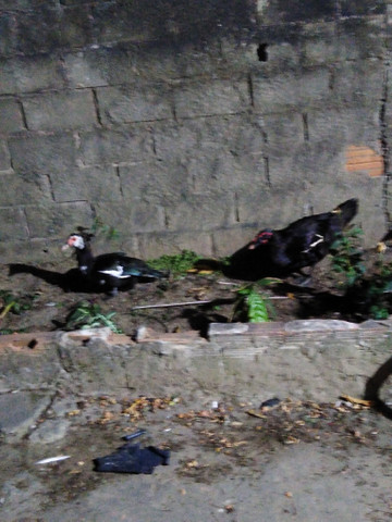 Casal de pato