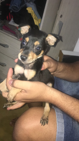 Cachorrinho de raça Pastor-de-beauce, mestiço ! 2 macho e 1 fêmea ? - Foto 5