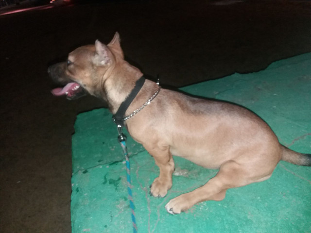 American bully com APBT