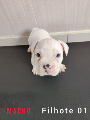 FILHOTES AMERICAN BULLY PEDIGREE - Foto 2