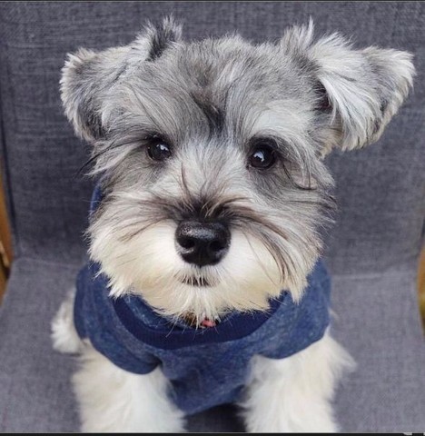 Machinho de Schnauzer!!! 