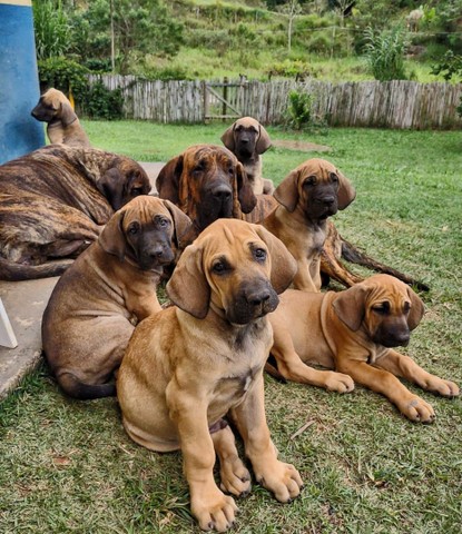 fila brasileiro olx