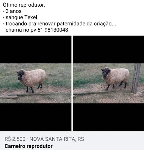 Carneiro -  ovelha