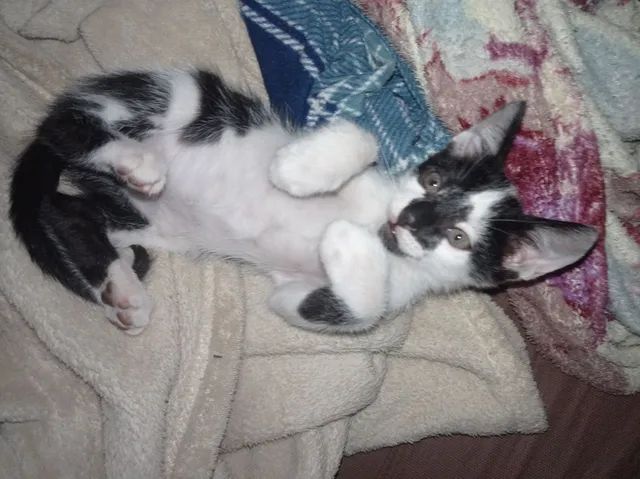 gatinho doação  - Foto 3