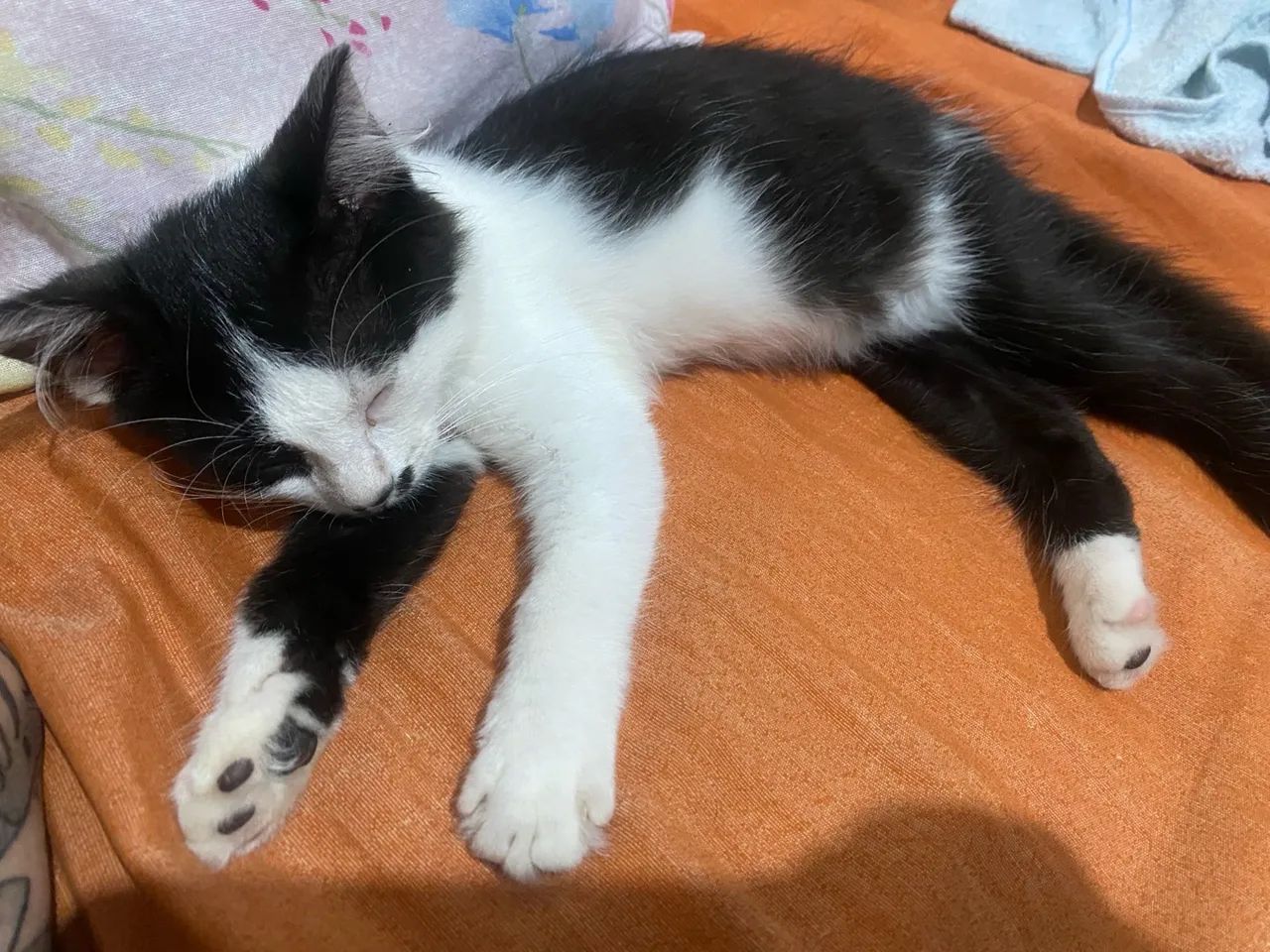 Gatinha para adoção - Foto 3