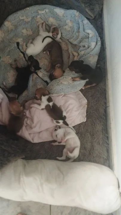 Estou doando cachorrinhos