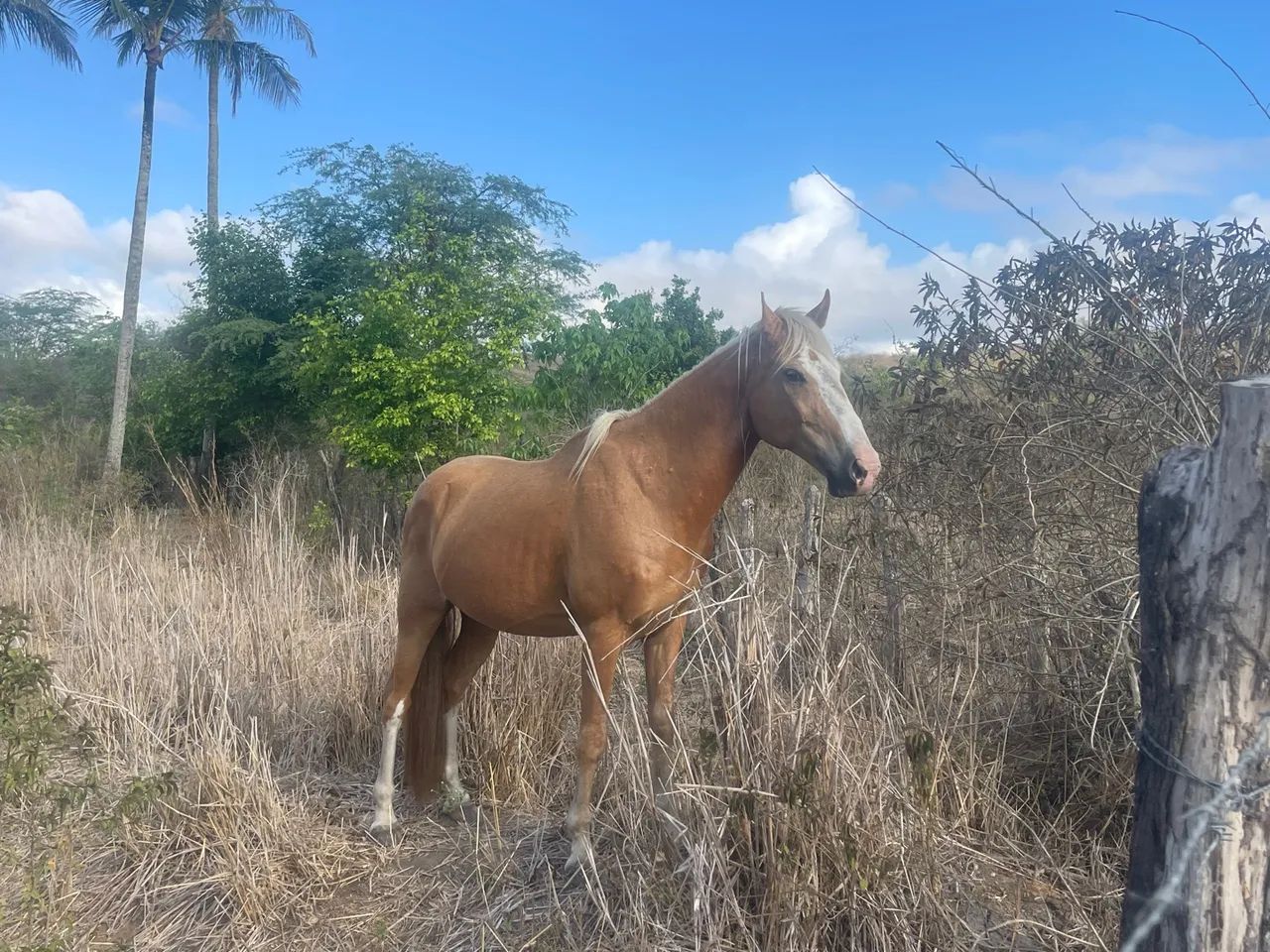 Cavalo QM puro de vaquejada - Foto 2