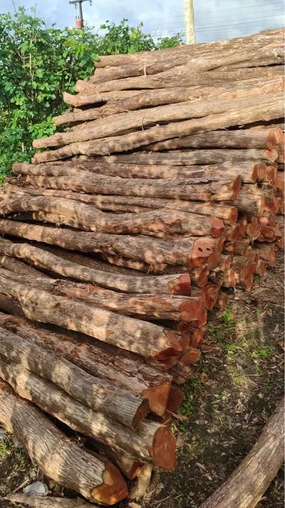 Madeira para construção de cercas - Foto 6