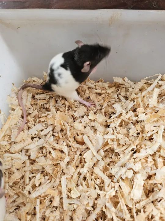 Ratos twister mercol companhia ou alimentação  - Foto 3