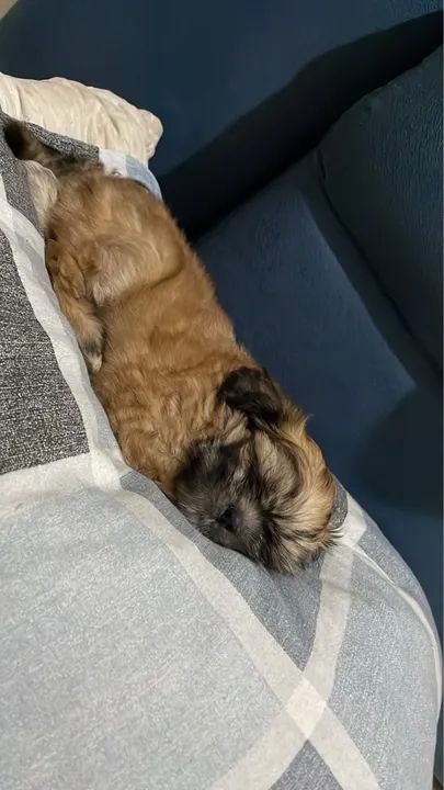 Filhote Shih Tzu - Foto 2