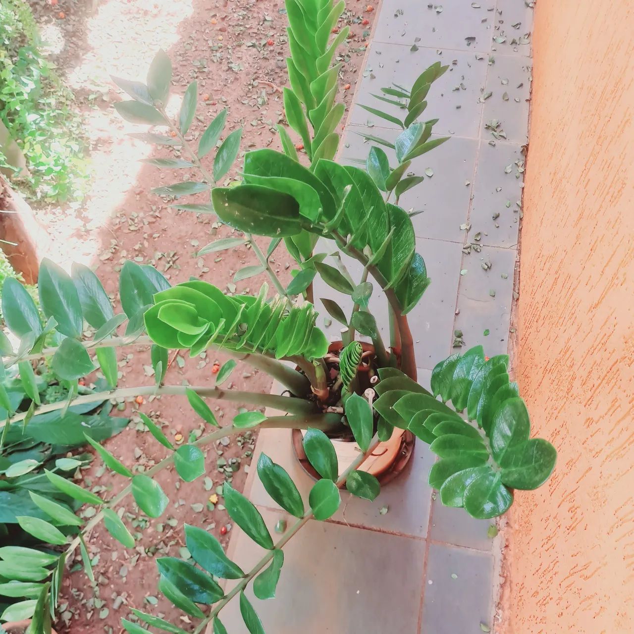 Planta ZZ - Zamioculcas zamiifolia - Para decoração de sua casa