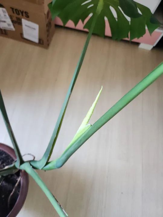 Costela de Adão  - Foto 3