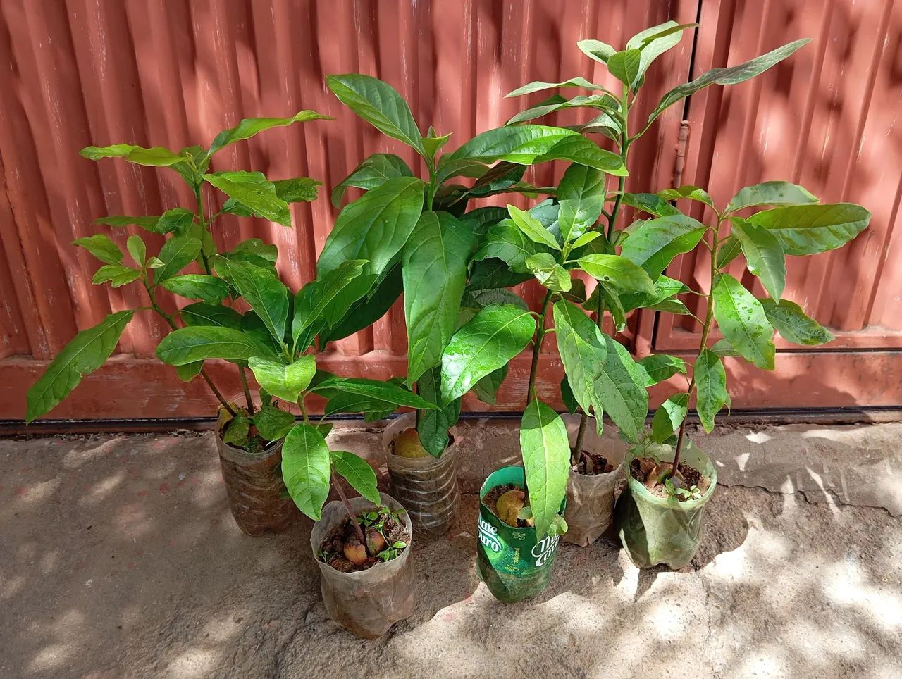 6 Mudas de cana Caiana por 50 reais  - Foto 3