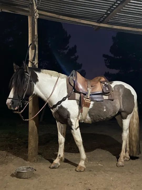 Cavalo crioulo  - Foto 3