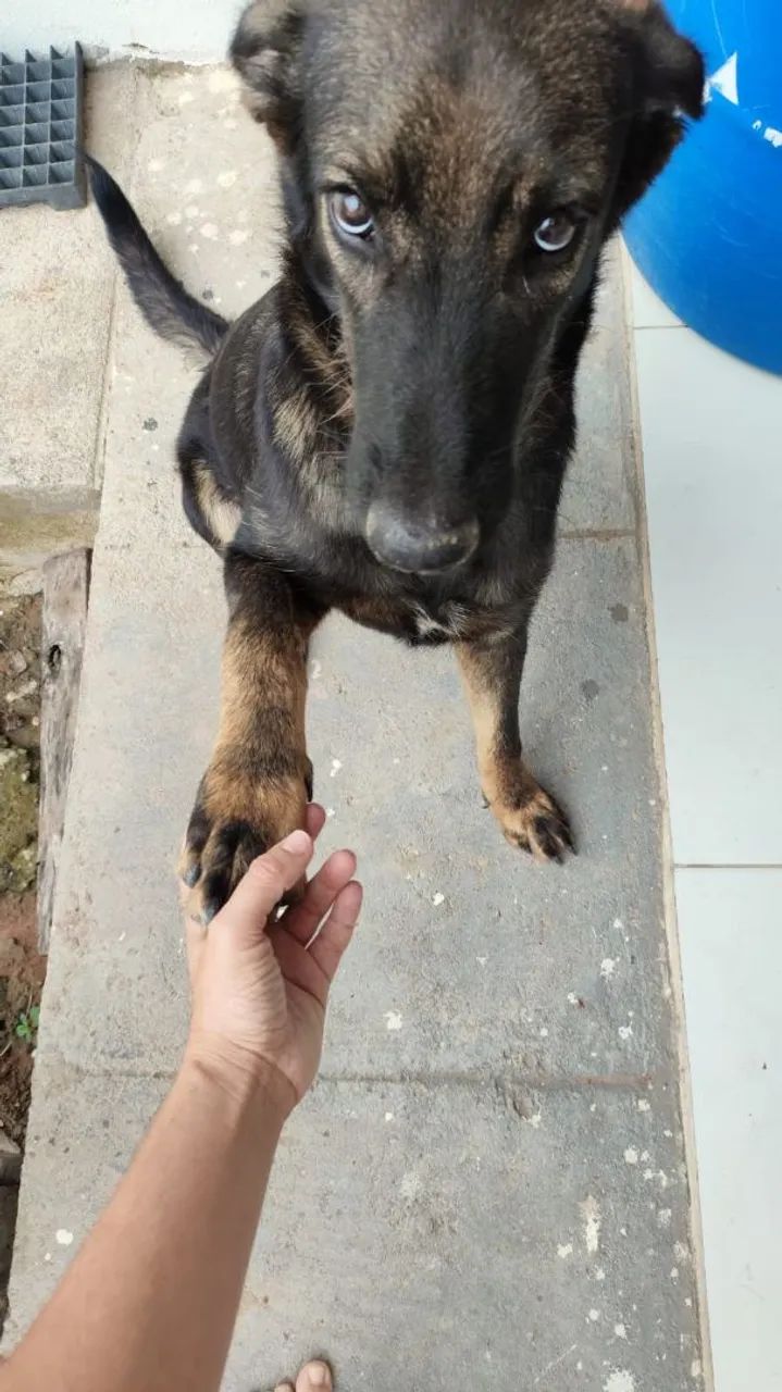 Cãozinho adorável para adoção responsável. - Foto 3