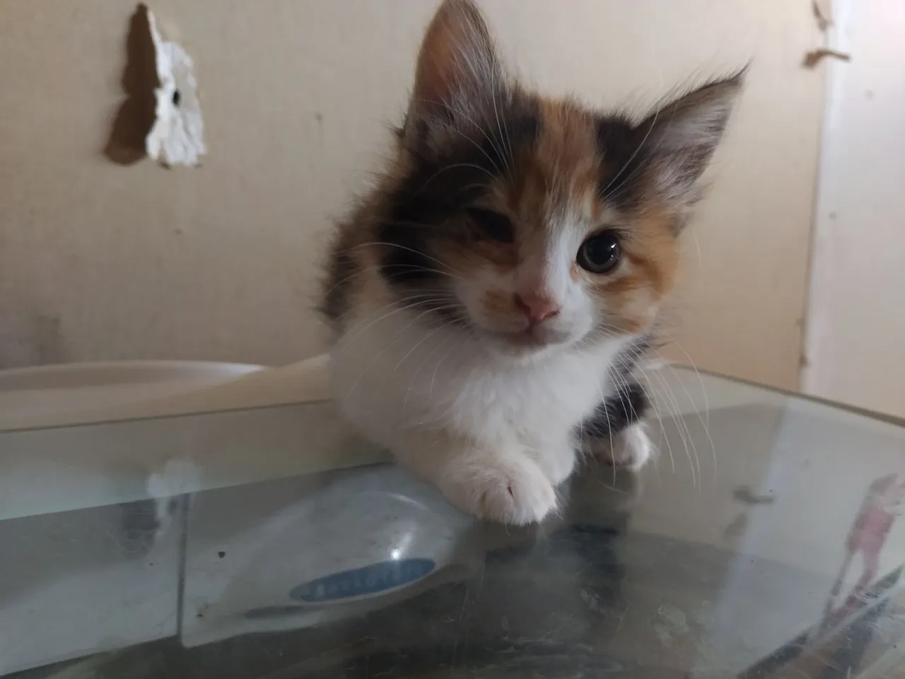 Gatinhos para doar