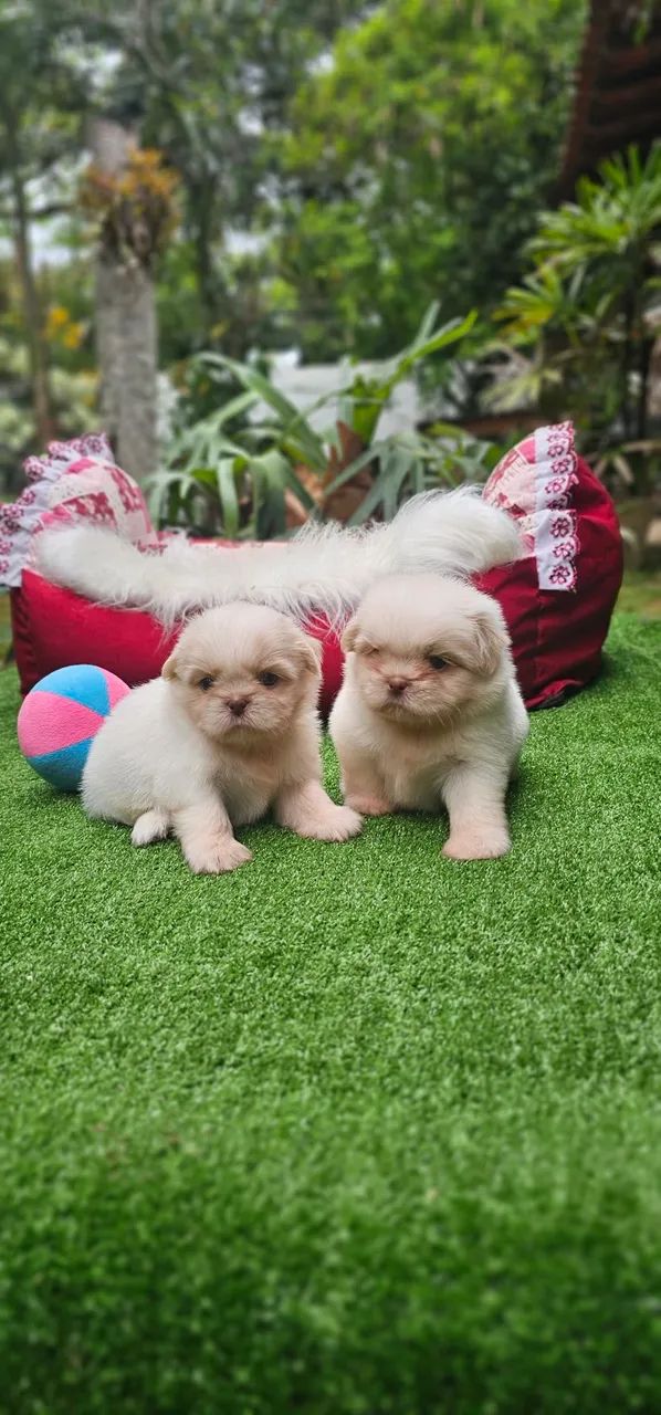 Shih-tzus Machos Branco e areia - Foto 4