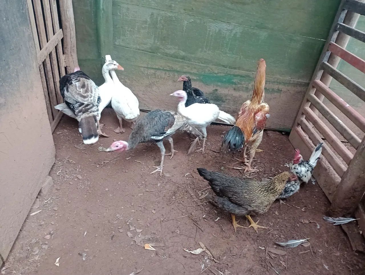 Frangos e Peruas para venda - Foto 4