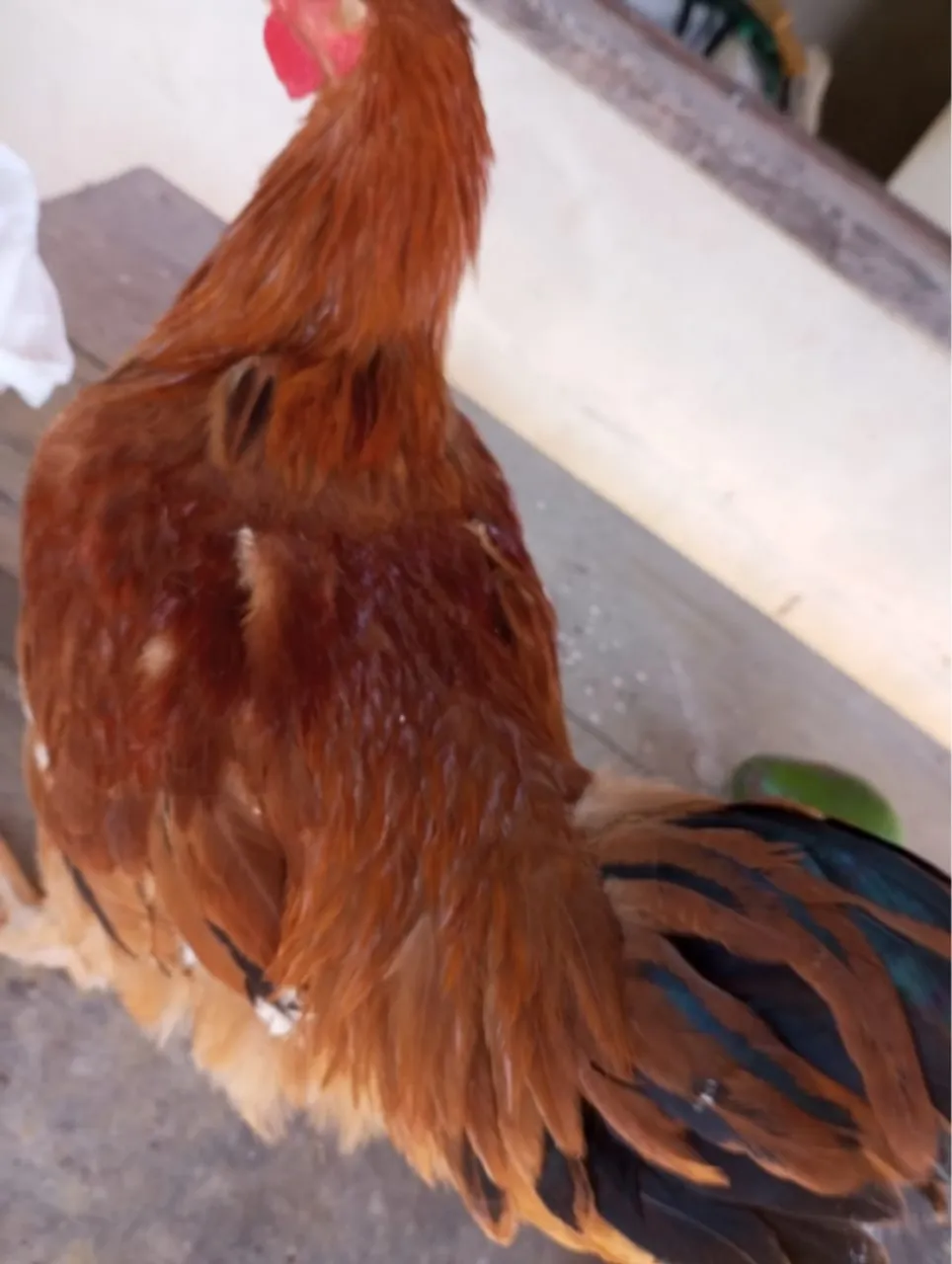 Galo Embrapa 51 para criação