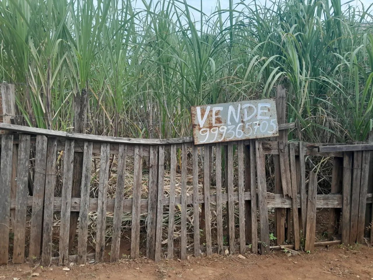 Terreno  - Foto 4