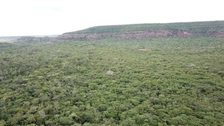 Vendo propriedade rural com 160 hectares - Curimatá/PI - Foto 4