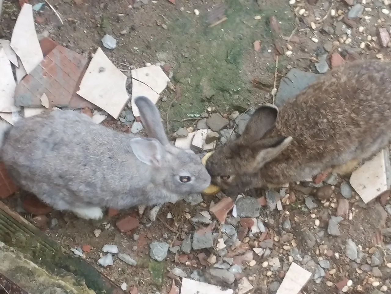 Três coelhos para venda 