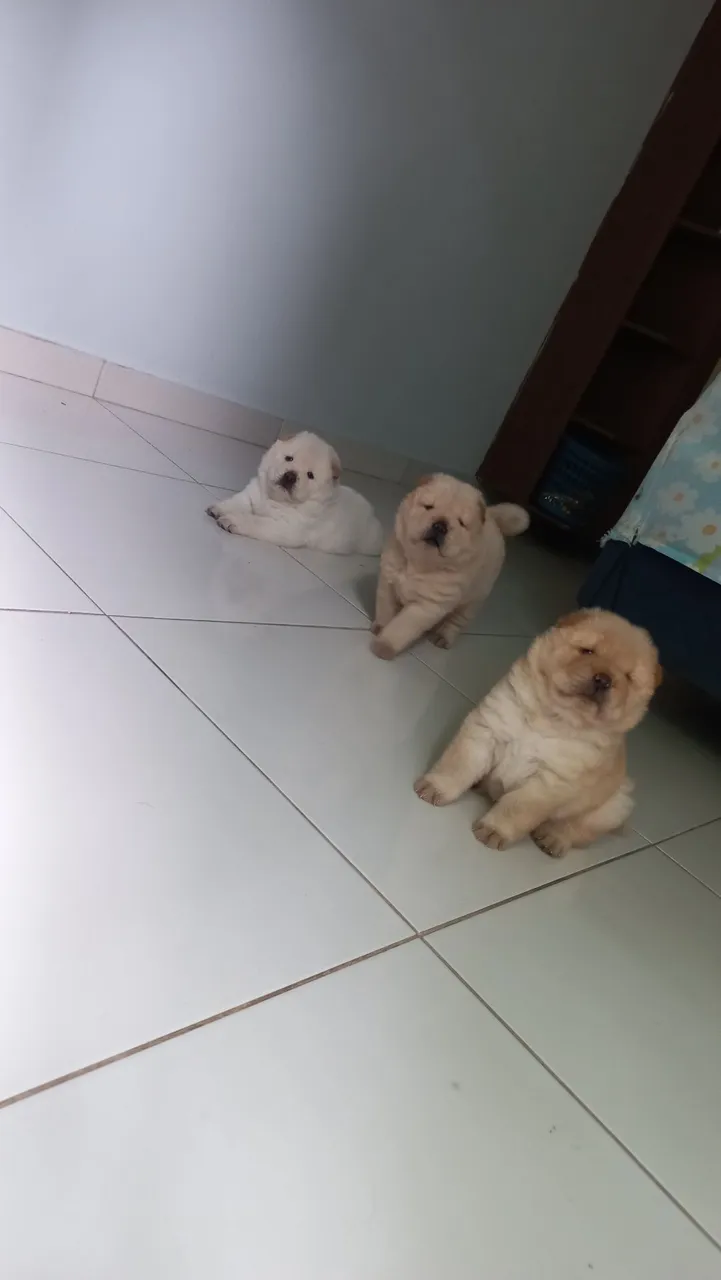 Filhotes Chow-Chow