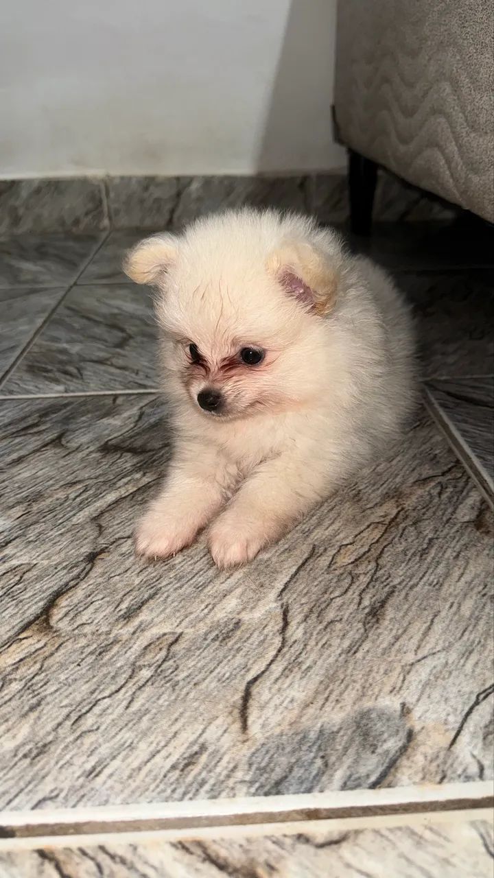 Sptiz alemao macho disponível  - Foto 2