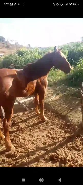 Vendo cavalo   - Foto 2