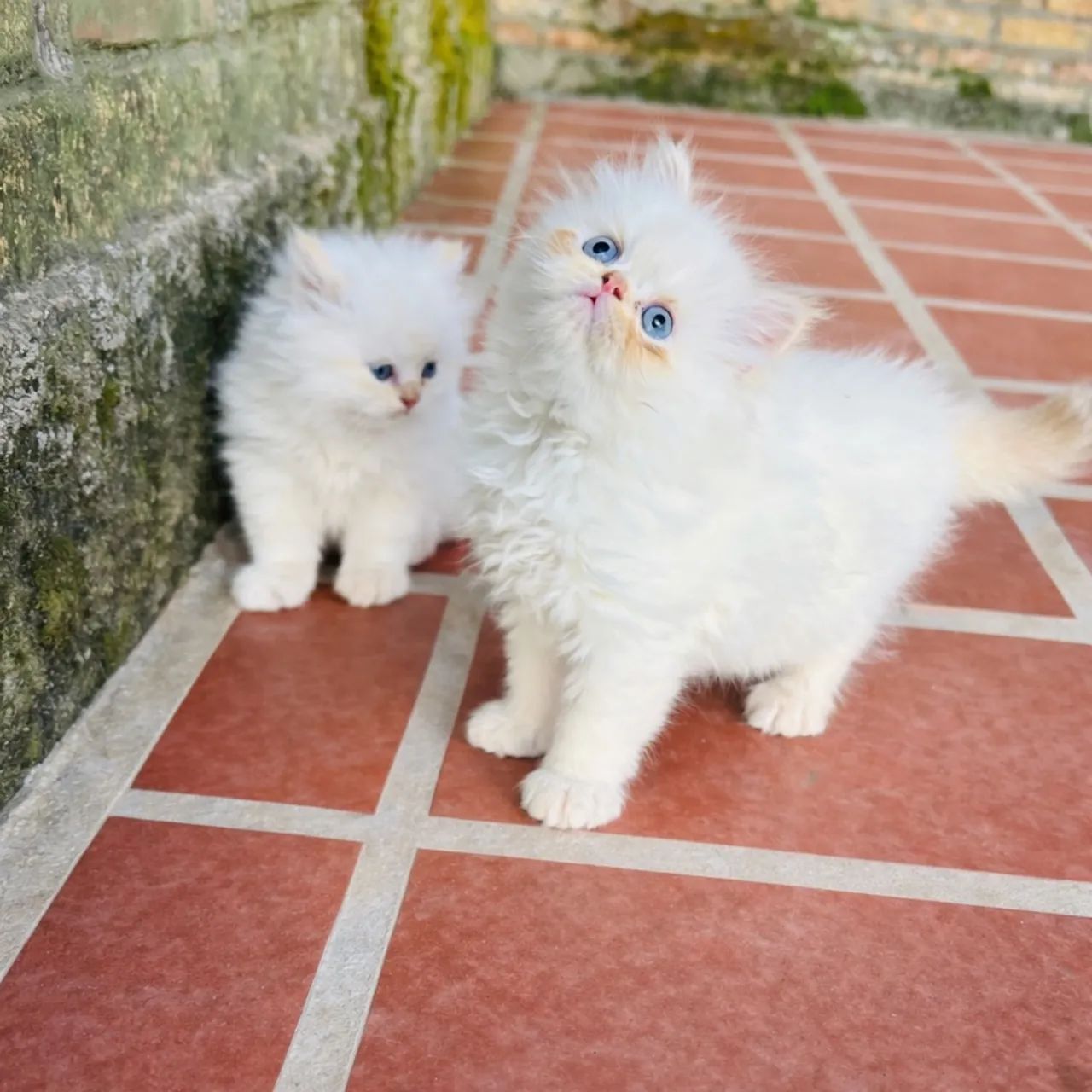 Filhotes de Persa Macho - Foto 2