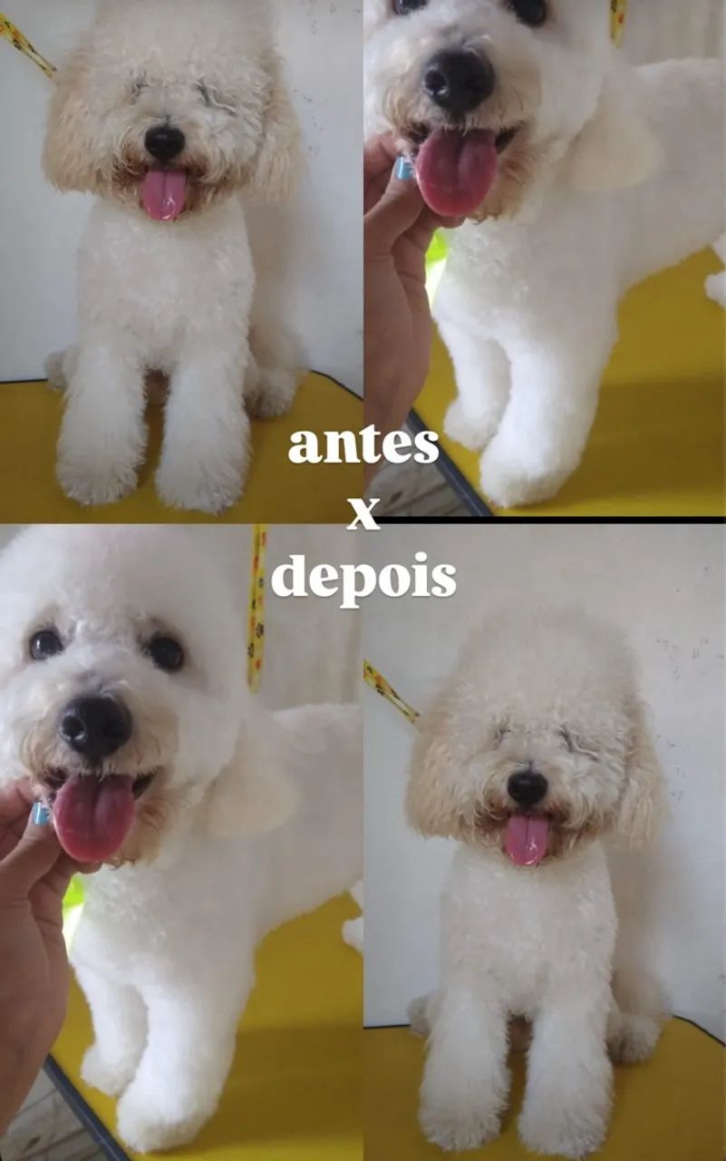 Banho e tosa A Domicilio  - Foto 3